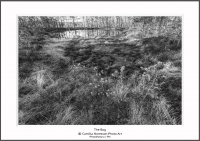 2016_05_07_0085125 The bog