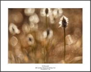 2016_05_07_0085160 Unfocused